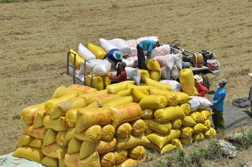 Erweiterung der Feldbeschränkung im Mekong-Delta für Großproduktion - ảnh 1